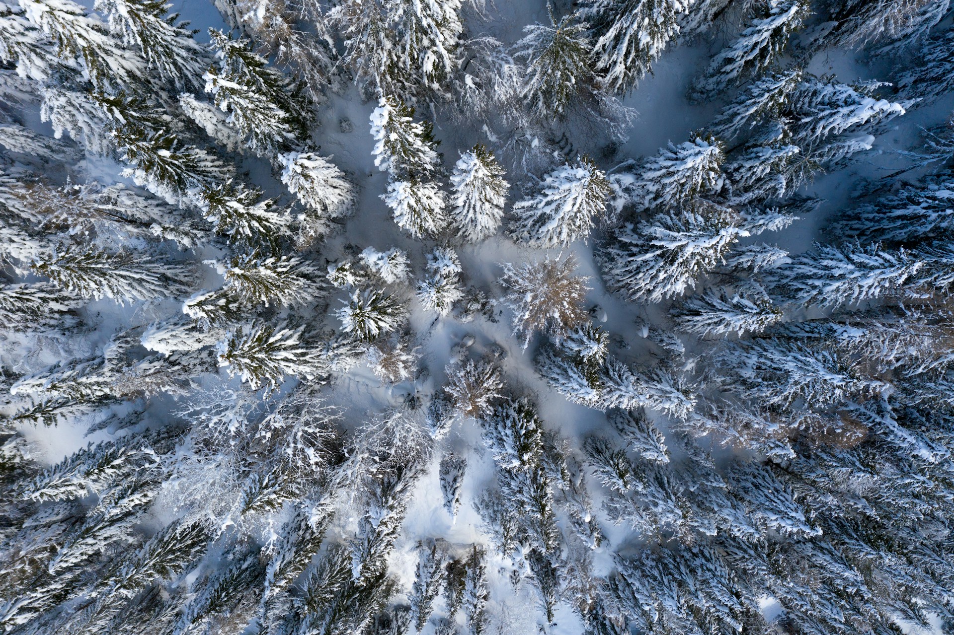 Snowtography Manager